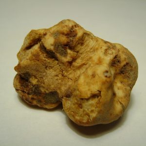 Tartufo Bianco d'Alba Pregiato