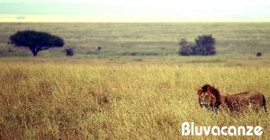 Safari di Lusso nel Serengeti, Tanzania