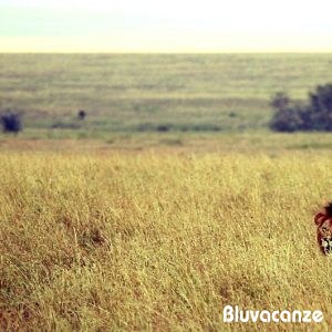 Safari di Lusso nel Serengeti, Tanzania